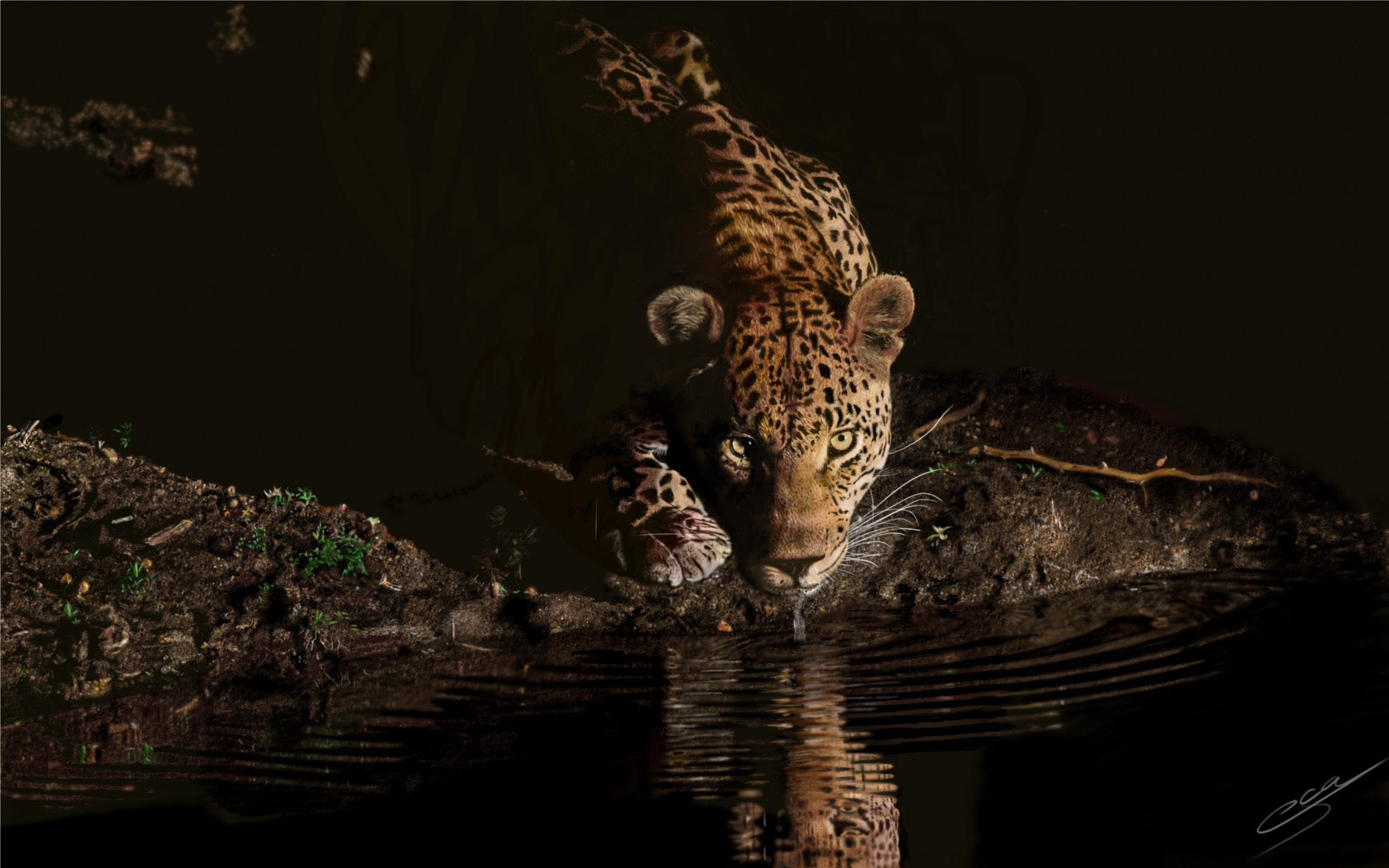 An African Leopard.JPG
